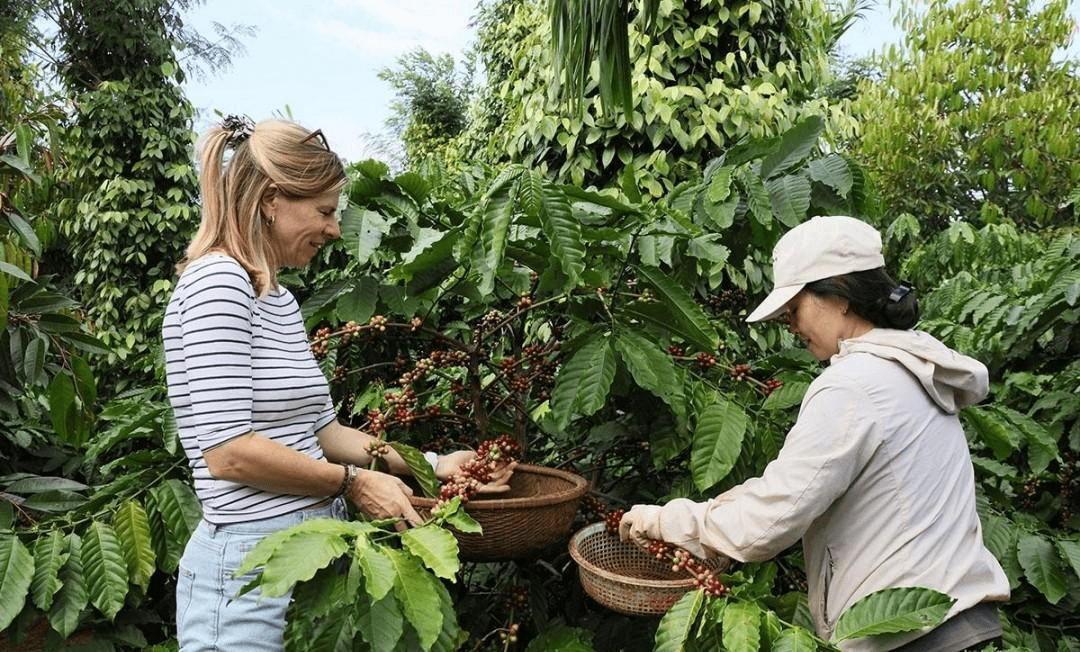 Du khách tham gia trải nghiệm thu hoạch cà phê tại vườn cà phê ở Đắk Lắk Tây Nguyên